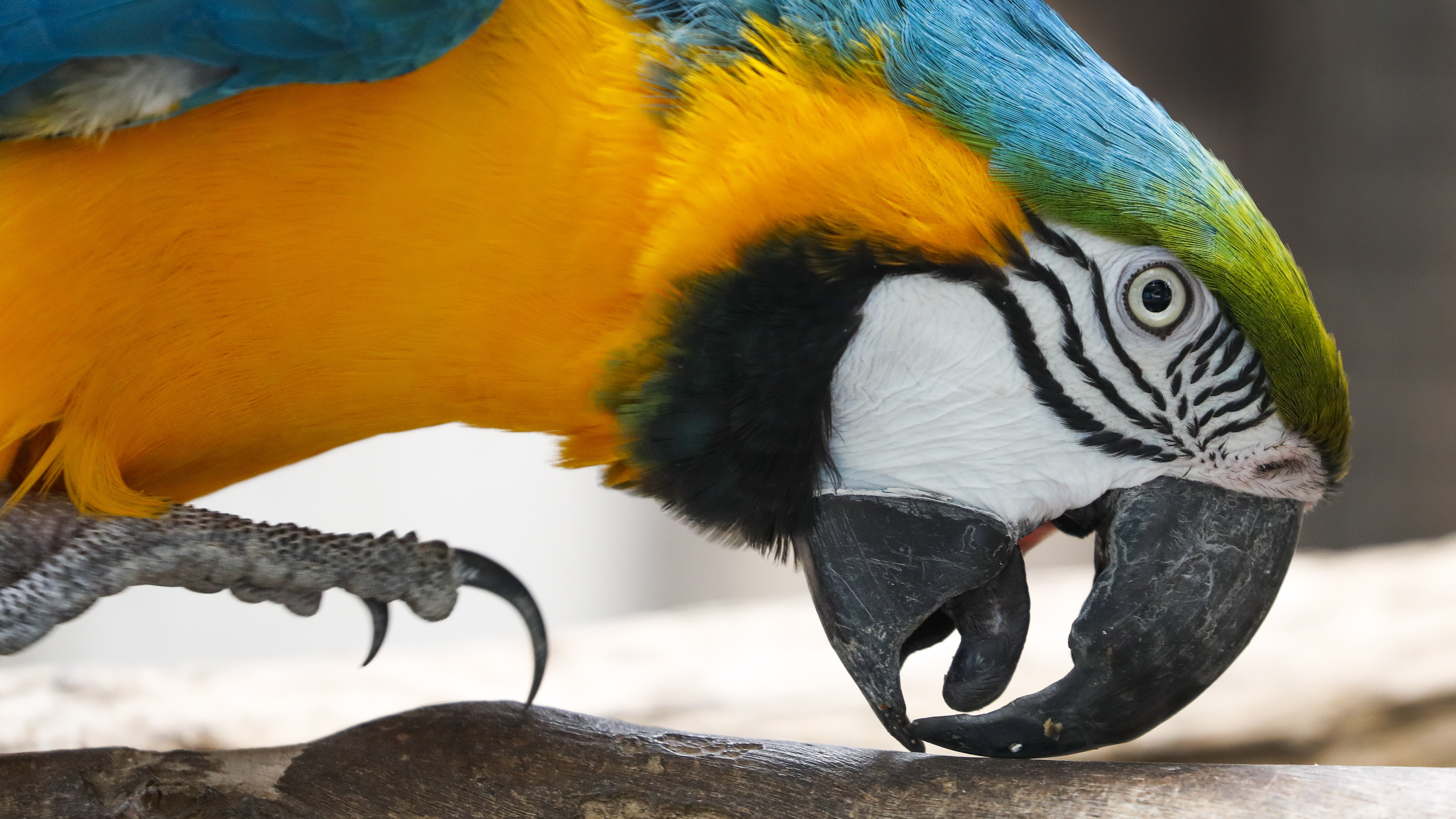 Резерват за дива природа "Светът на птиците" е зоопарк в Хаут Бей, предградие на Кейптаун, Република Южна Африка. На площ от 4 хектара са представени около 3000 екземпляра, спадащи към 400 животински вида в колекцията, от които около 330 са видове птици.
