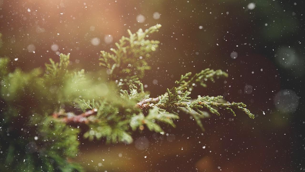 Снимка: pixabay