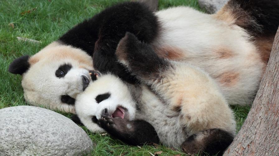 <p>Жестоката истина: какво става, когато панда роди близнаци</p>