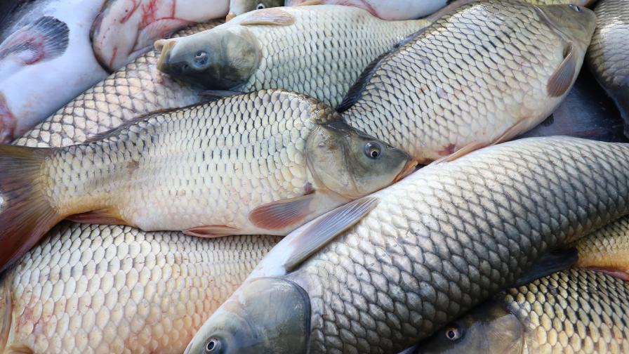 20 тона мъртва риба е извадена от язовир "Засмяно"