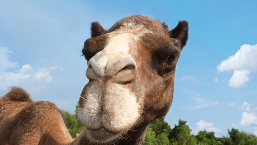 Митове и истини за животните: Съдържа ли вода гърбицата на камилата