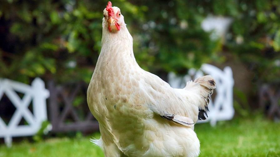 Съвременната домашна кокошка е неузнаваема в сравнение с прародителите си и роднините си в природата