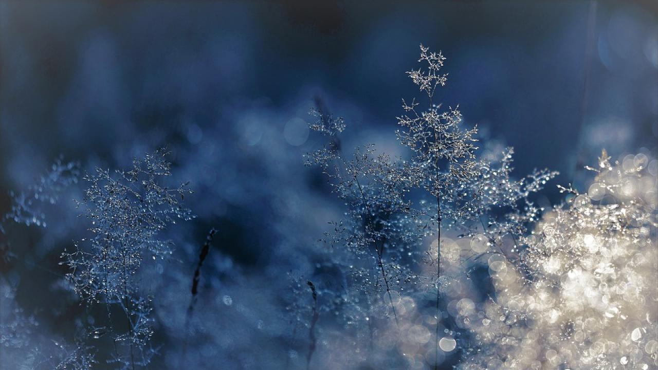 Снимка: pixabay