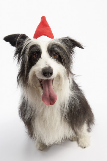 Сладки, коледни животни - снимка 36