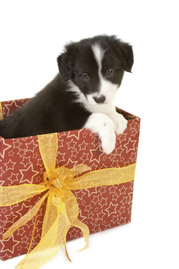 Сладки, коледни животни - снимка 30