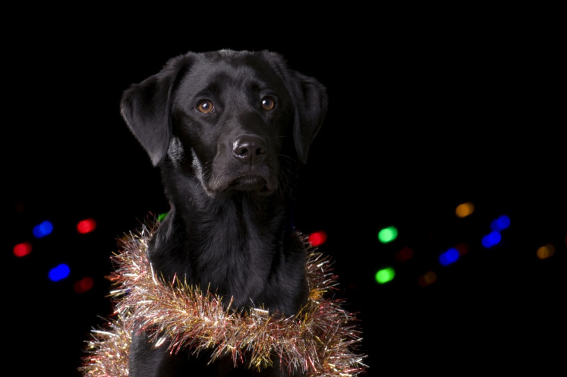 Сладки, коледни животни - снимка 14