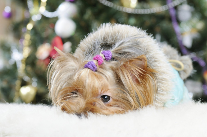 Сладки, коледни животни - снимка 11