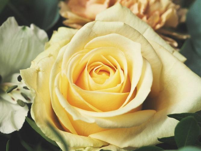 <p align="left"><strong>Жълта роза</strong></p>

<p align="left">Макар и червената роза да символизира силни чувства и любов, то жълтата означава ревност, а в някои държави &ndash; изневяра.</p>