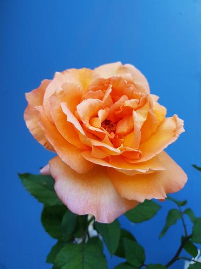 <p>Роза с цвят праскова - Тя означава &quot;скромност&quot;</p>