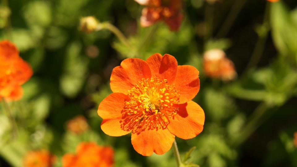 Българска пророчица баба Ванга е давала съвети на хората по всякакви въпроси,