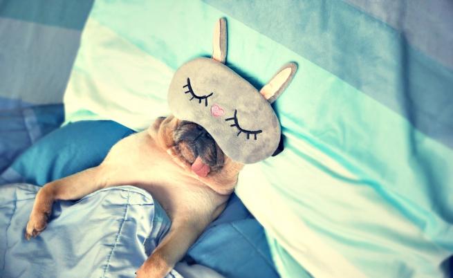  Има ли такова животно, което може без сън? 