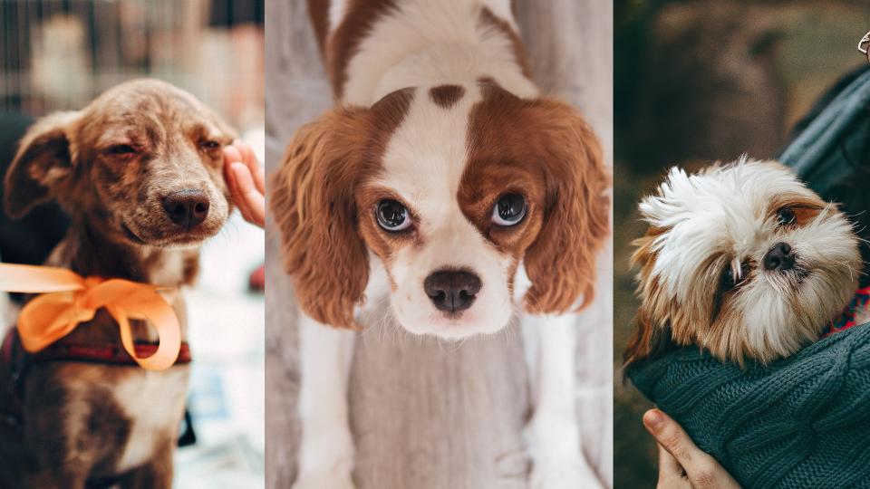 За кучетата с любов: 5 неочаквани ползи от домашните любимци