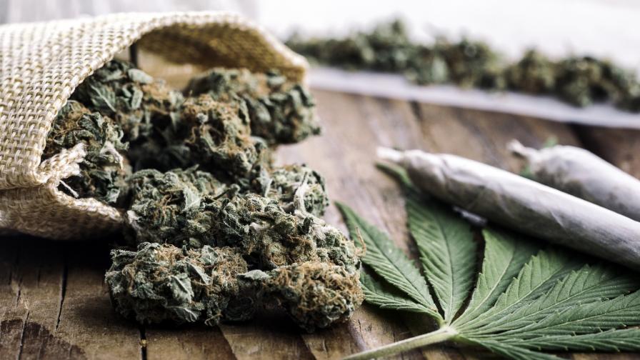 Оранжерия за марихуана е разкрита в района на Пазарджик