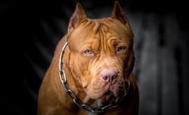  Питбул атакува собственичката си в София, още двама ранени 