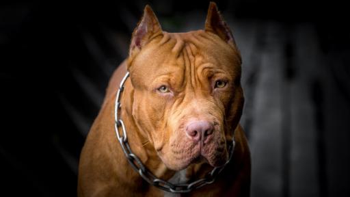  Агресивен питбул атакува и умъртви малко кученце в рискова непосредственост до деца 