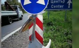  Мъртъв розов пеликан завързан на знак 