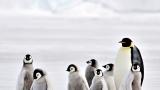  <p>Защо <strong>хиляди бебета пингвини измират</strong> три следващи години?</p> 