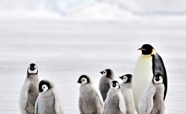  <p>Защо <strong>хиляди бебета пингвини измират</strong> три следващи години?</p> 