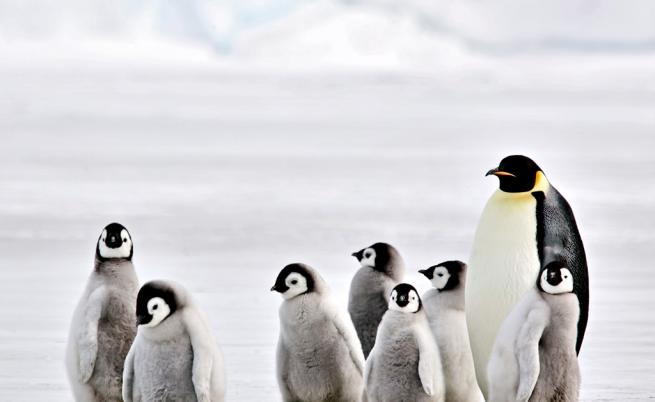 Защо хиляди бебета пингвини измират три поредни години?