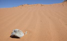 Останки разкриха липсващ човешки тип 