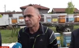  <p>Деца с алергии след игра на футбол край ниви, рискови пестициди&nbsp;&nbsp;</p> 