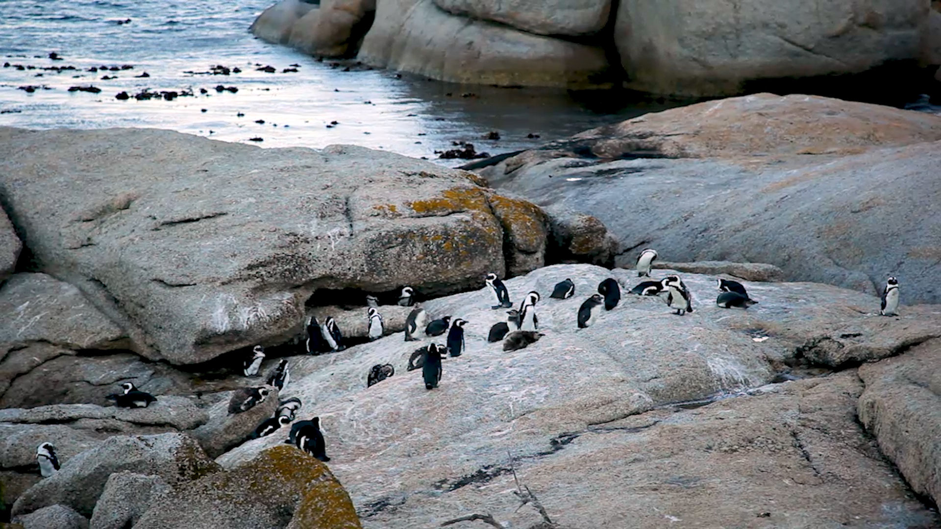 Разходка с пингвини в Южна Африка