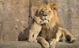  <p>Този мъж рискува живота си, с цел да избавя животни</p> 