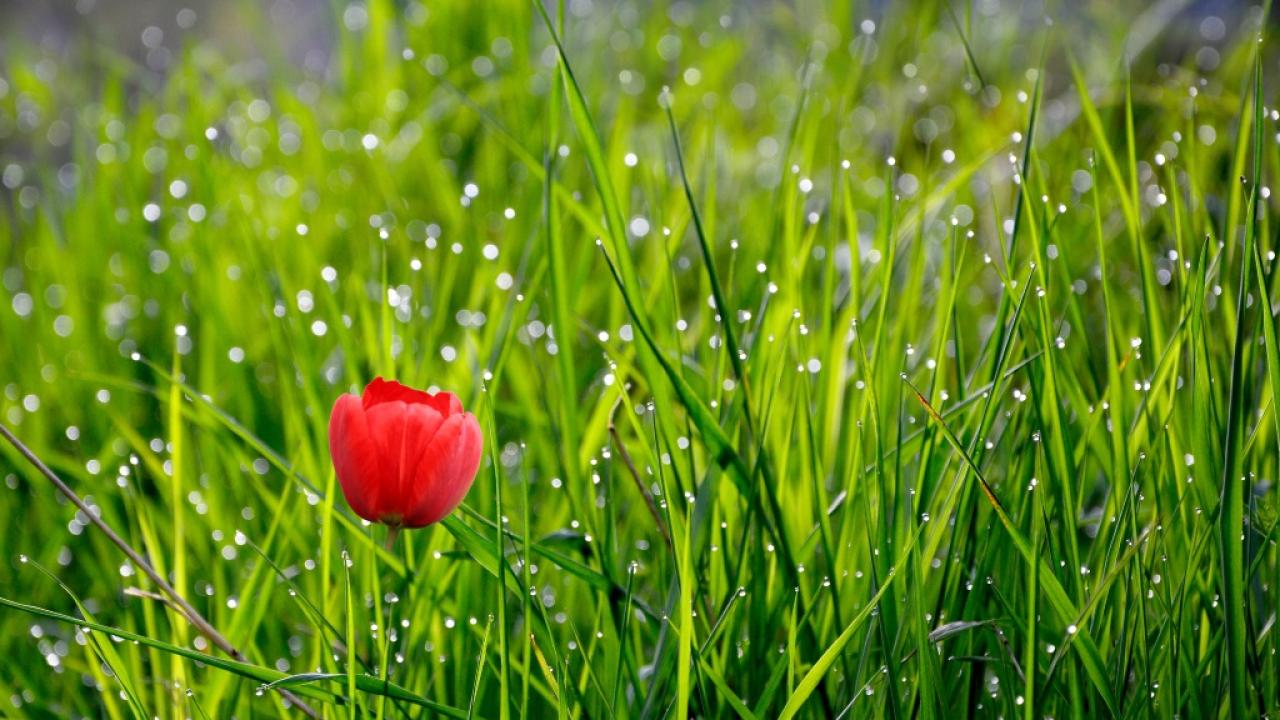 Утринната роса на Родопите и усещане за уханието на пролетта