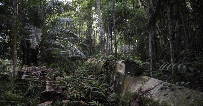 Любопитно Тайната на гората в Папуа плодните прилепи Плодовите