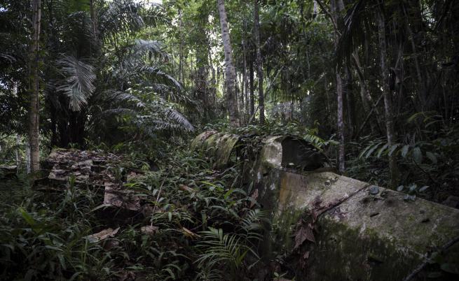 Тайната на гората в Папуа - плодните прилепи