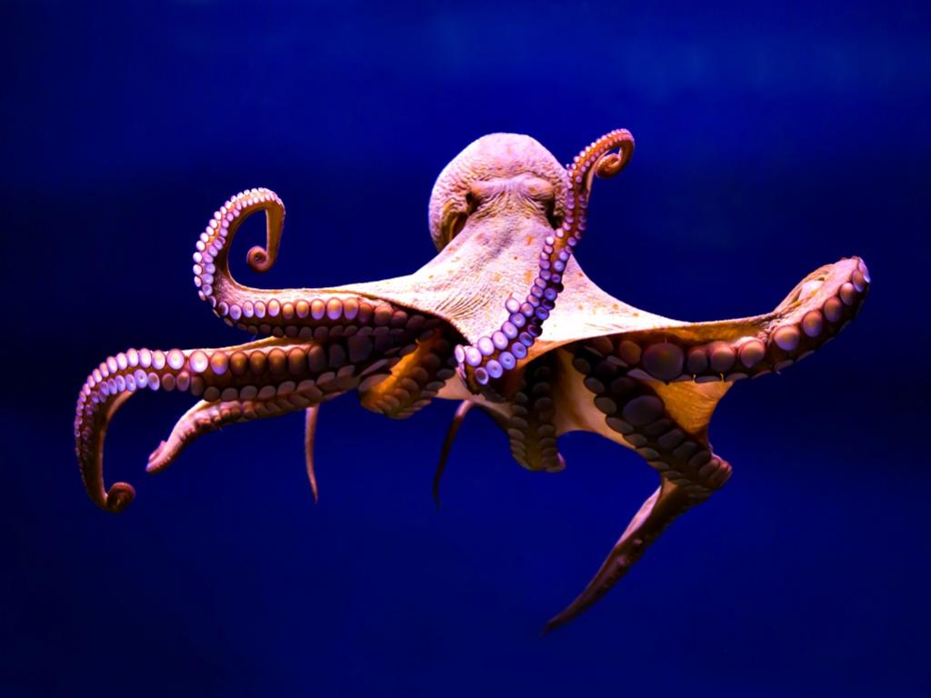 Млад мъжки октопод бива комично влачен по океанското дъно по