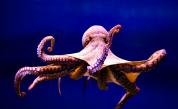 Изненадващо и комично: Вижте как се чифтосват октоподите