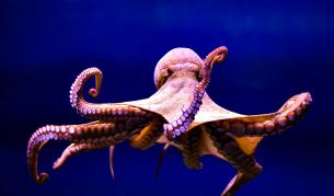 Изненадващо и комично: Вижте как се чифтосват октоподите