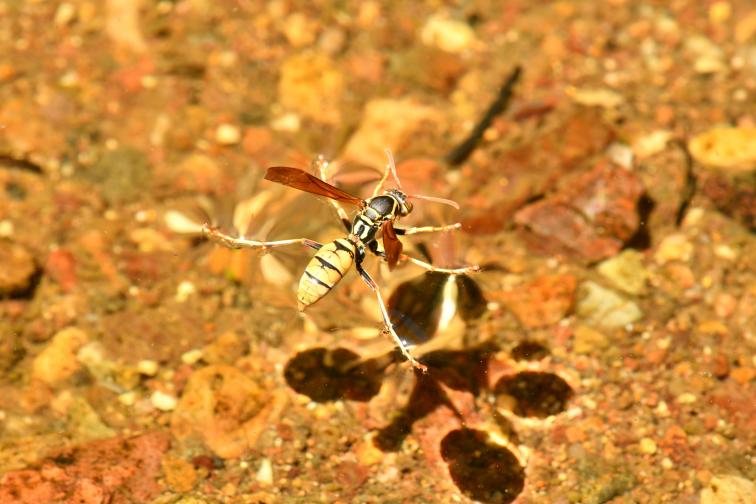  Ходеща по водата оса: 1 <br> 