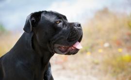  <p>Проговори <strong>собственикът</strong> на кучетата, умъртвили мъж</p> 