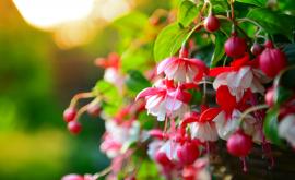  орлов нокът 