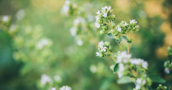 Любопитно Днес отбелязваме два празника именици са На Еньовден различните