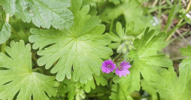 Любопитно Вековната билка с чудно действие У нас най разпространеният вид