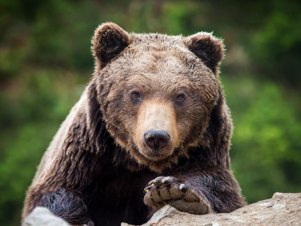 Служители на Националния парк Централен Балкан откриха труп на убита