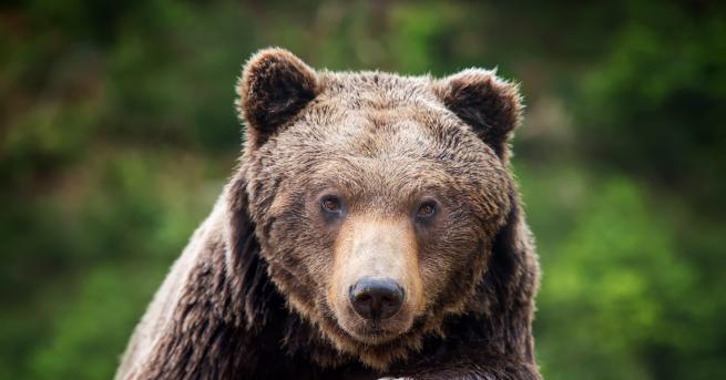 Любопитно Ранен мъж оцеля след месец в бърлогата на мечка