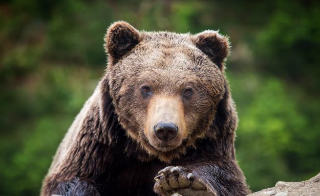 Ранен мъж оцеля след месец в бърлогата на мечка