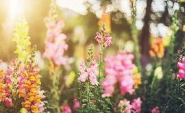  <p>На днешния ден <strong>празнуват</strong> всички <strong>с красивите имена</strong>...</p> 