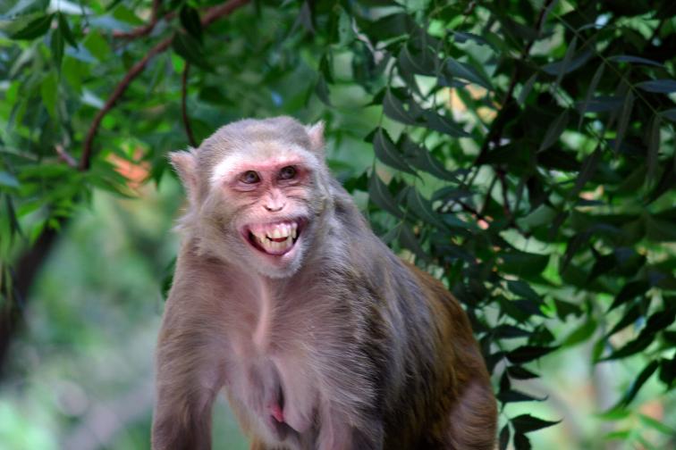  <br> Маймуна от типа Резус Макак в продължение на 3 години съумява да се измъква на щатските управляващи, до момента в който най-после я залавят във Флорида през 2012 година <br> 