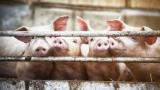  <p>Протестиращи свиневъди: Икономически ползи зад всеобщото клане&nbsp;</p> 