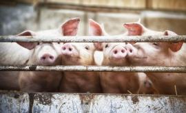  <p>Протестиращи свиневъди: Икономически ползи зад всеобщото клане&nbsp;</p> 