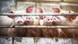  Свинска чума и във Видин, страната взема нови ограничения 