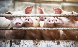  <p>Свинска чума и във Видин, страната взема нови мерки</p> 