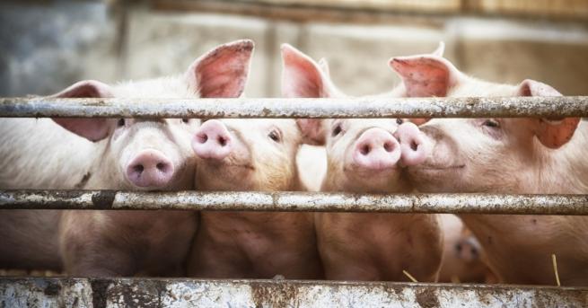 България БСП поиска оставки за свинската чума ГЕРБ Да не