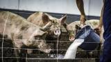  87 хиляди свине би трябвало да бъдат евтаназирани в Русенско, сигнал за болно животно и във Видин 