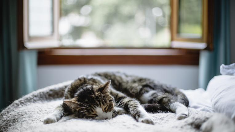  12 бабини съвета, които оказват помощ цялостен живот 